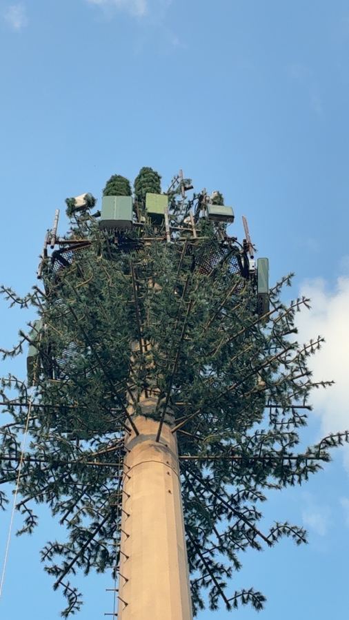 A monopine stealth tower disguised as a pine tree, seen from below
